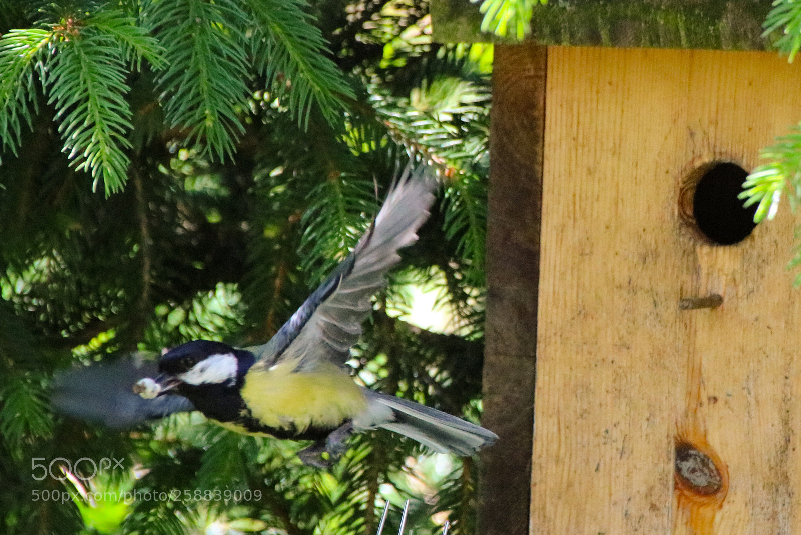 Canon EOS 750D (EOS Rebel T6i / EOS Kiss X8i) sample photo. Kohlmeise photography
