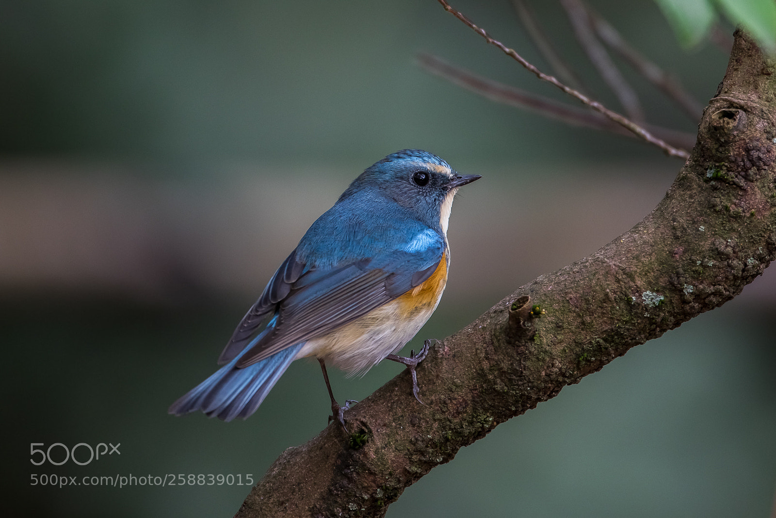 Canon EOS 7D Mark II sample photo. Red-flanked bluetail(male) photography