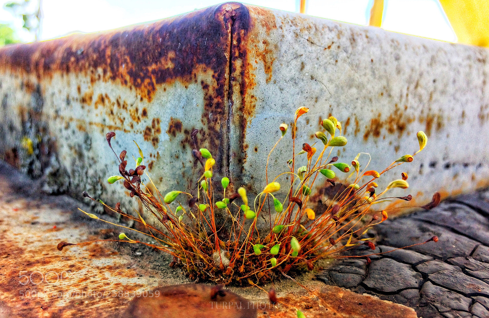 Apple iPhone 5s sample photo. Moss photography