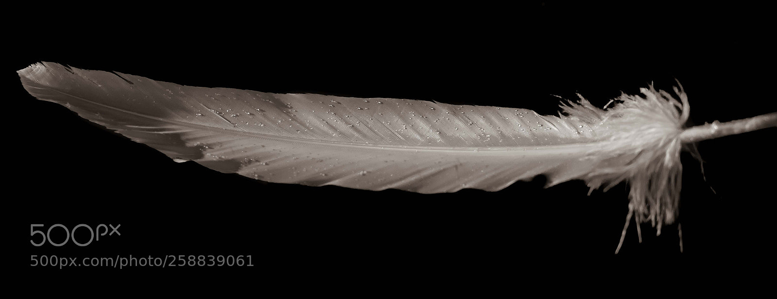 Canon EOS 7D Mark II sample photo. Leichtigkeit photography