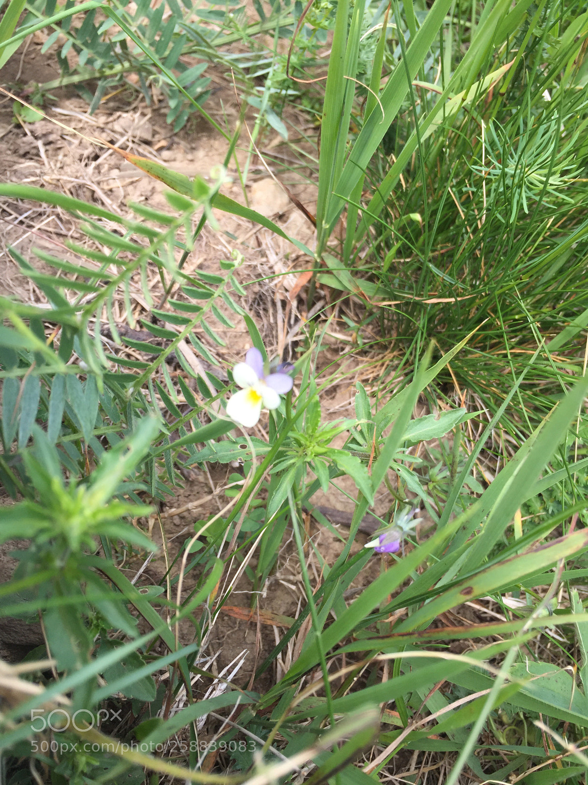 Apple iPhone 6 sample photo. Untitled photography