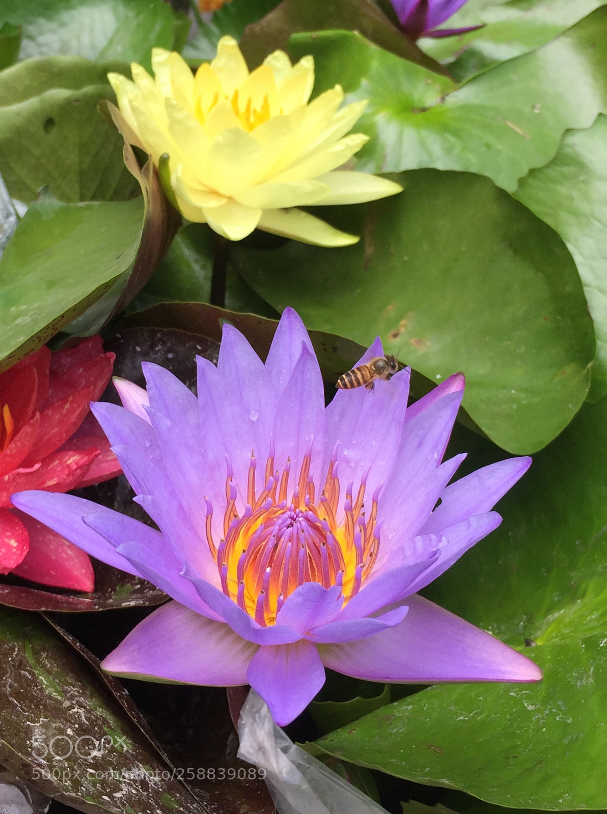 Apple iPhone 6 sample photo. ( ) photography