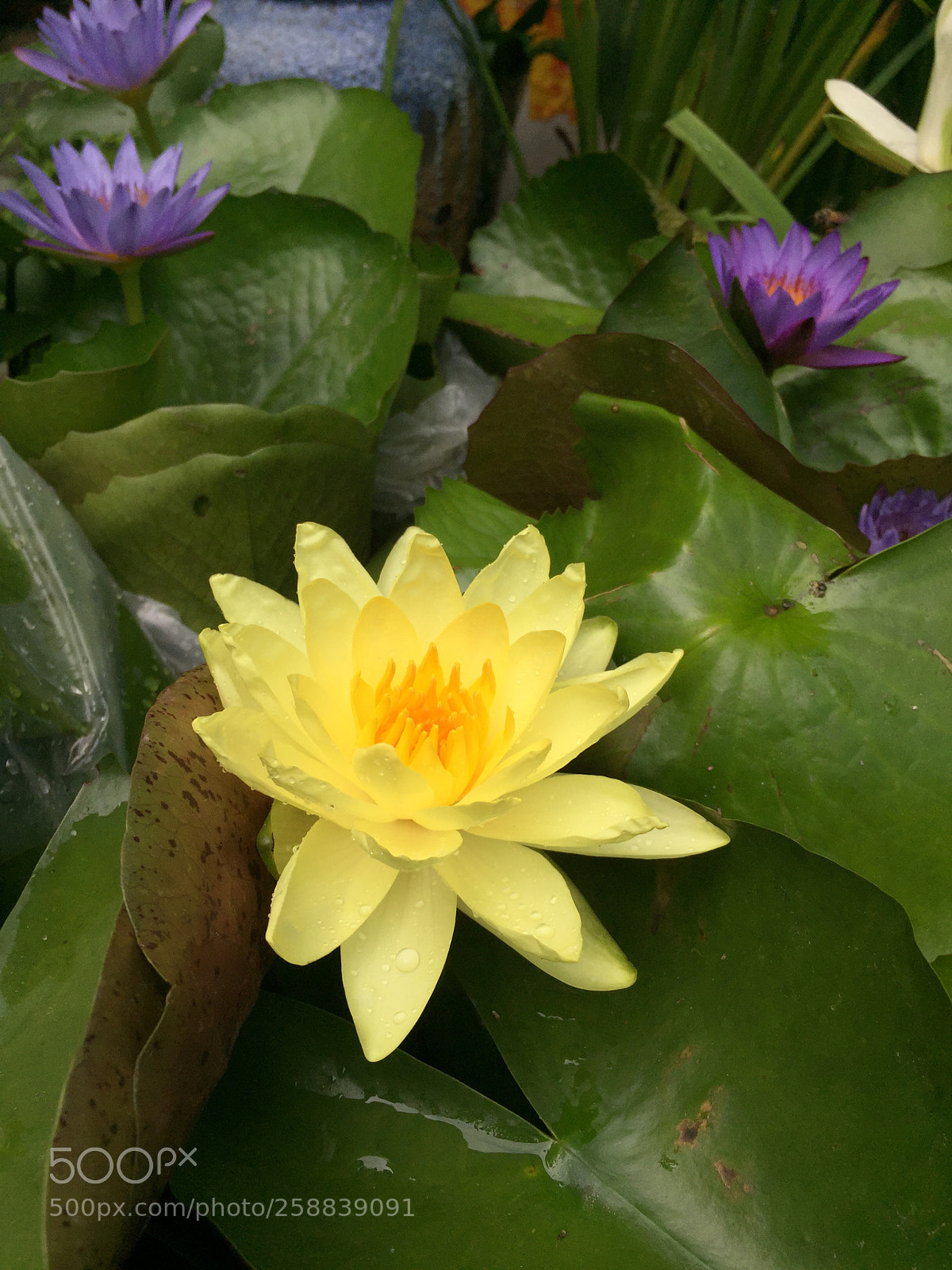Apple iPhone 6 sample photo. Img photography