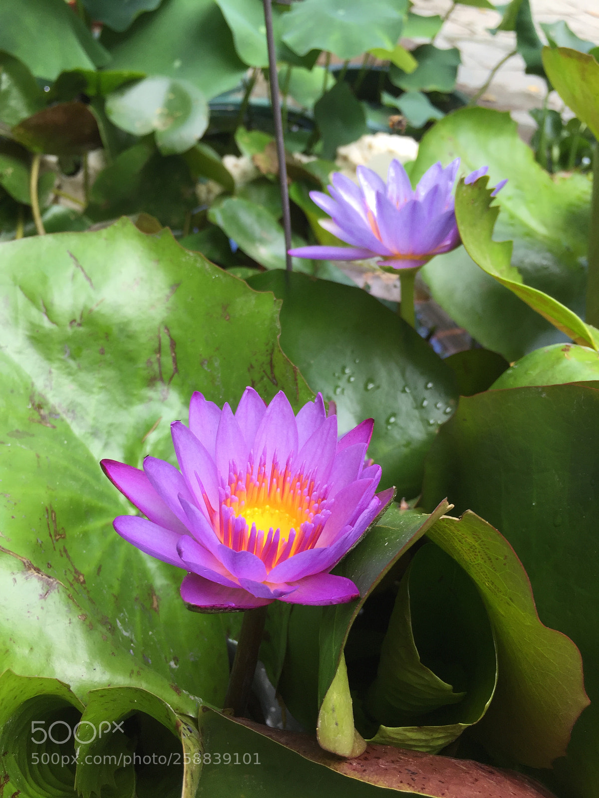 Apple iPhone 6 sample photo. Img photography