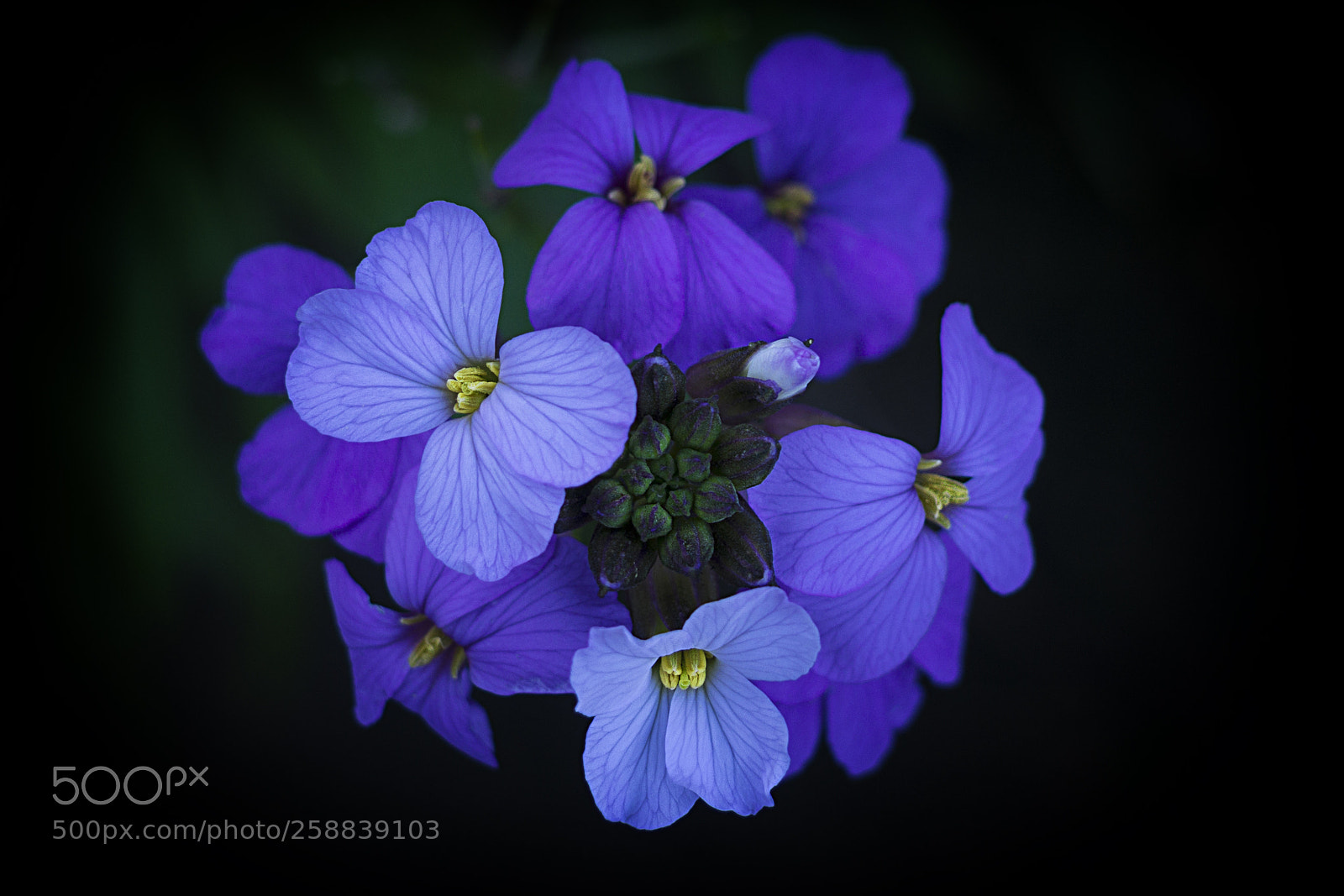 Olympus OM-D E-M10 II sample photo. Deep blue photography