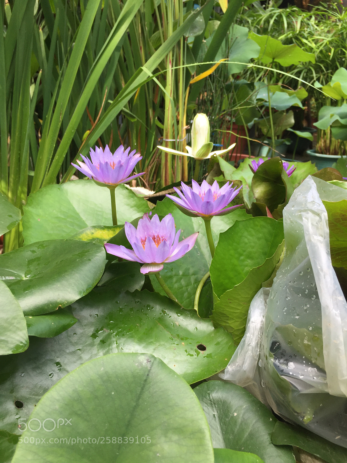 Apple iPhone 6 sample photo. Img photography