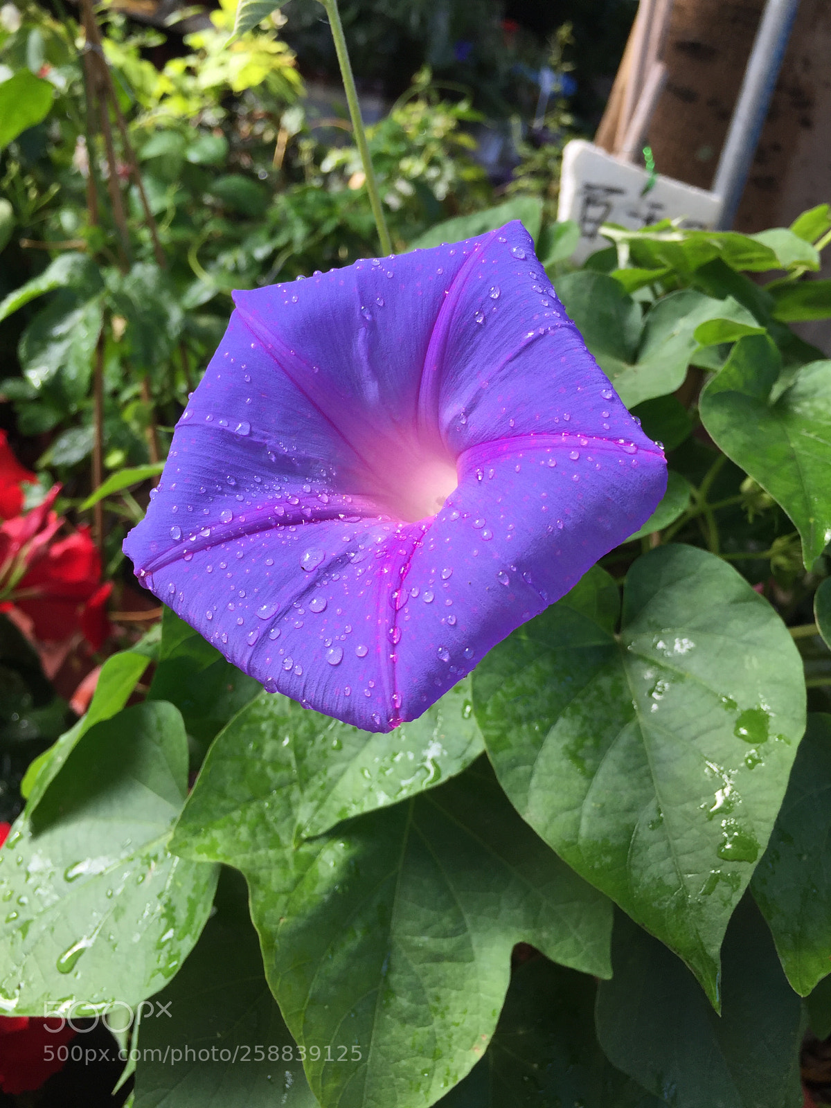 Apple iPhone 6 sample photo. Img photography