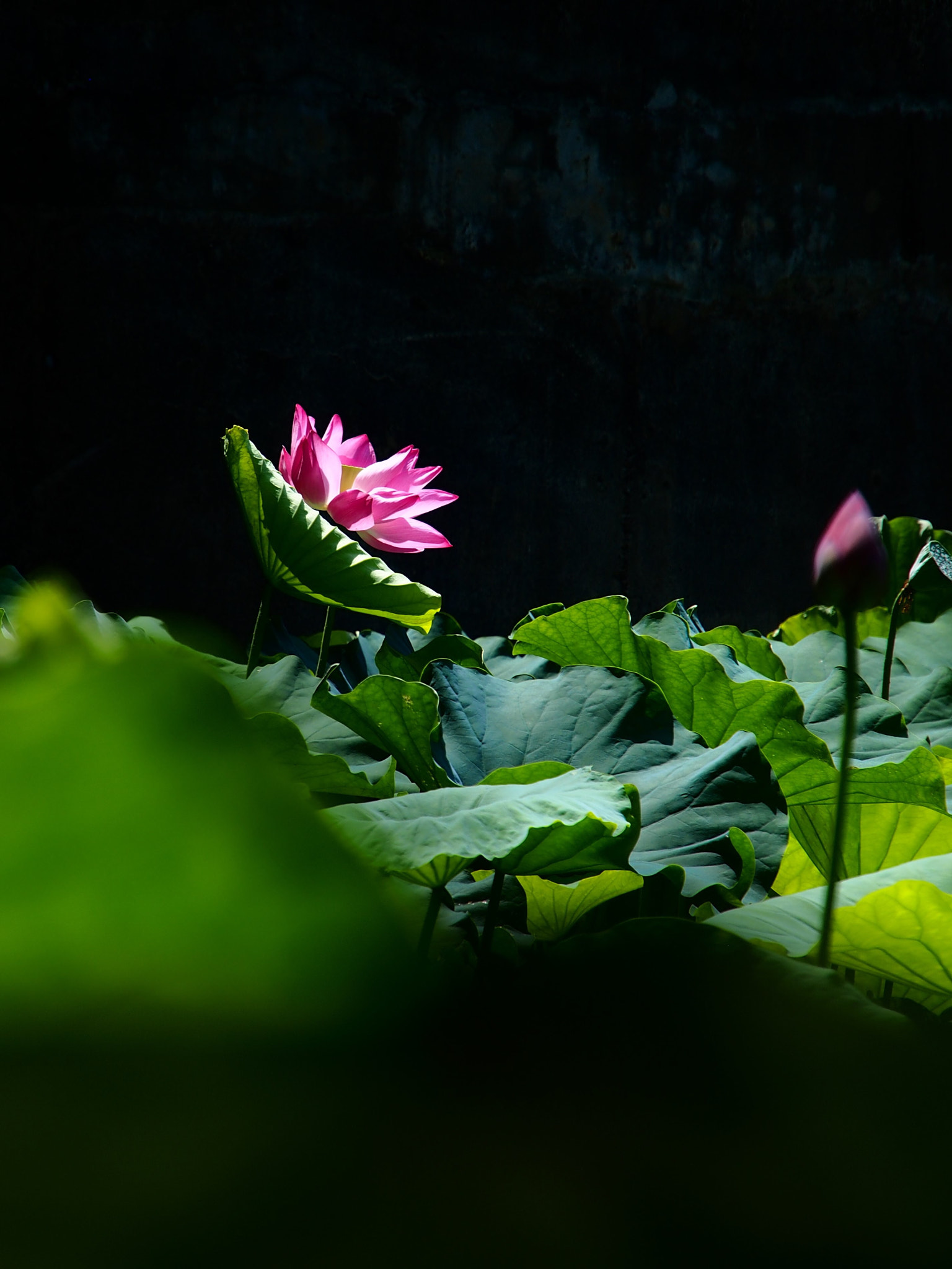 Olympus PEN E-PL6 sample photo. Lotus photography