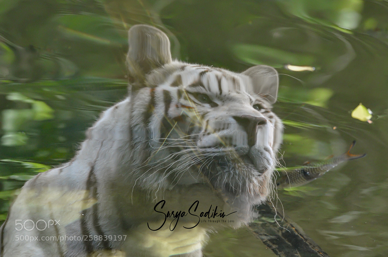Nikon D7000 sample photo. Handsome water mirror photography