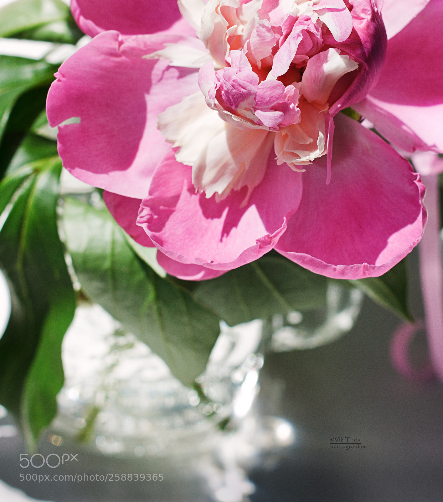 Canon EOS 500D (EOS Rebel T1i / EOS Kiss X3) sample photo. Pion photography