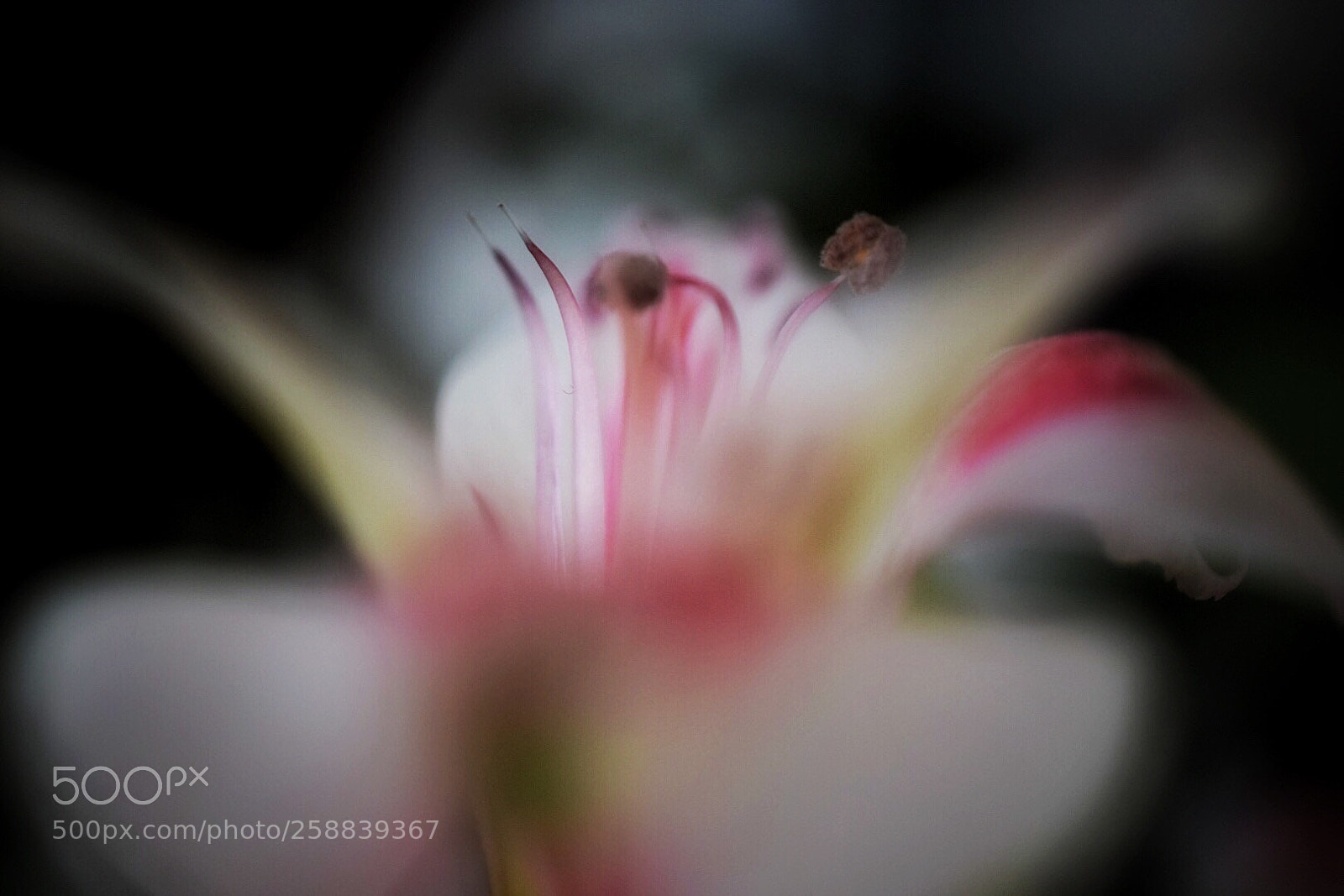 Nikon D5300 sample photo. Close-up photography