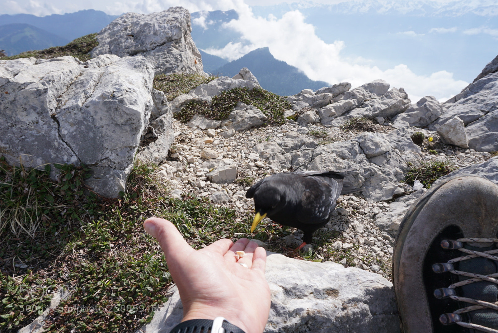Sony a6000 sample photo. Chocard à bec jaune photography