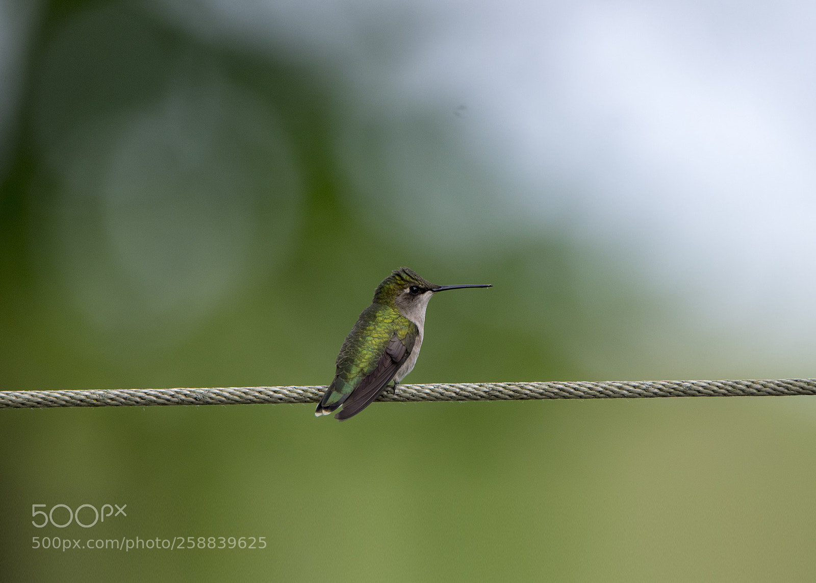 Nikon D5300 sample photo. Humingbird photography