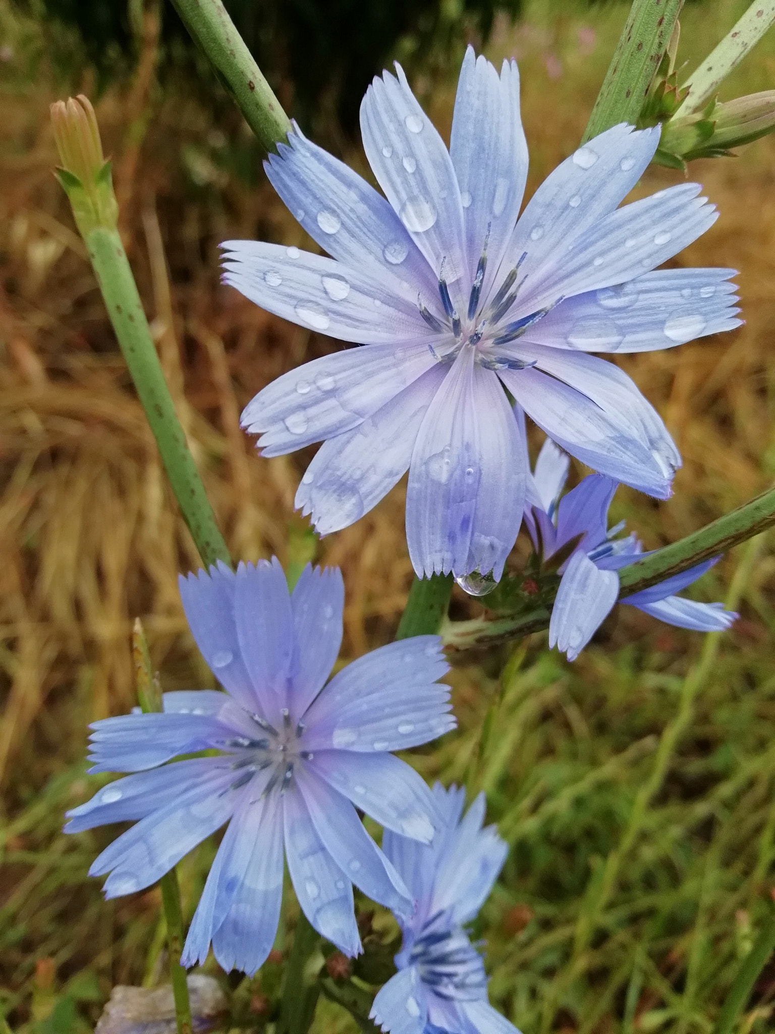 HUAWEI P SMART sample photo