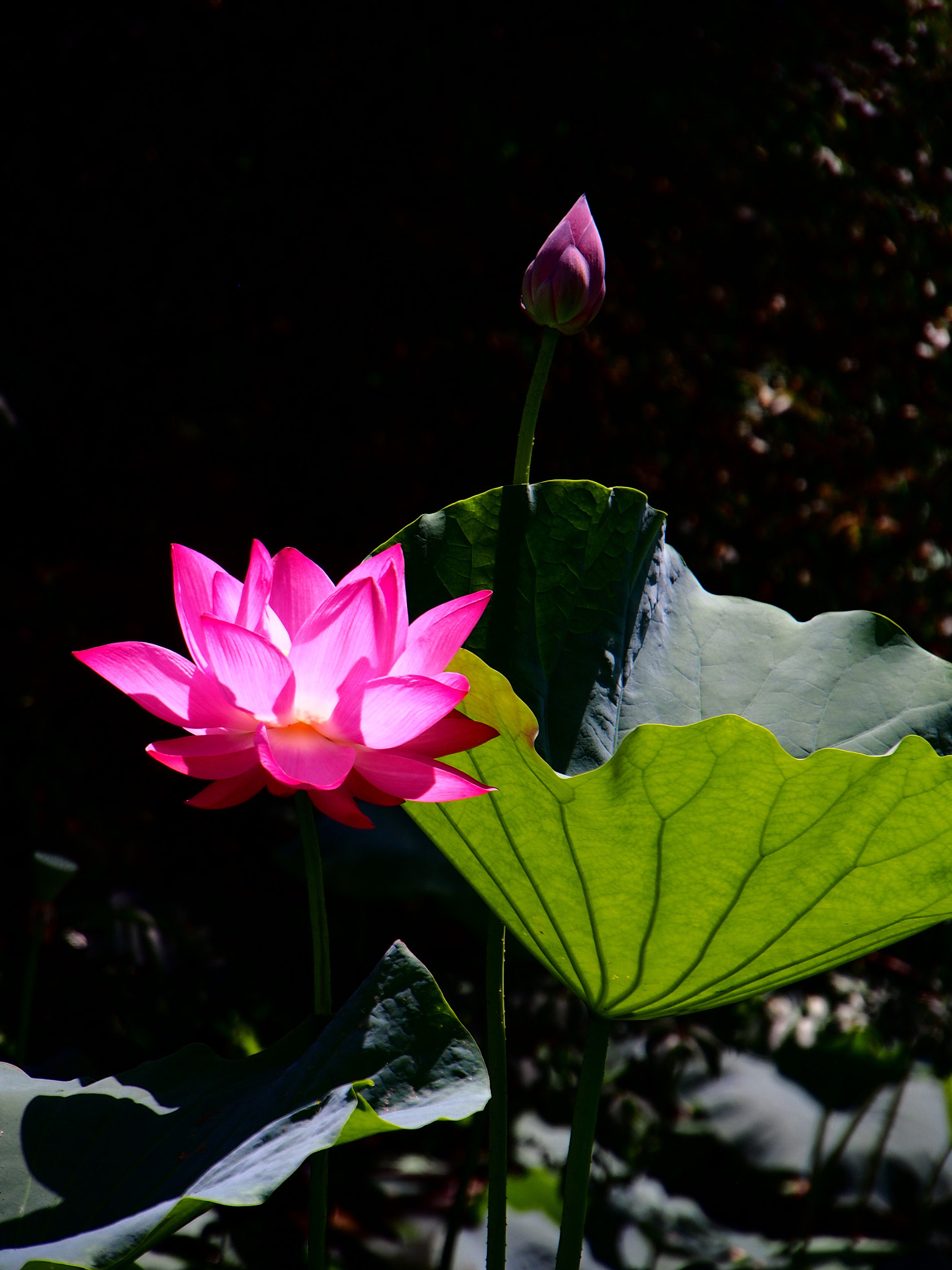 Olympus PEN E-PL6 sample photo. Lotus photography