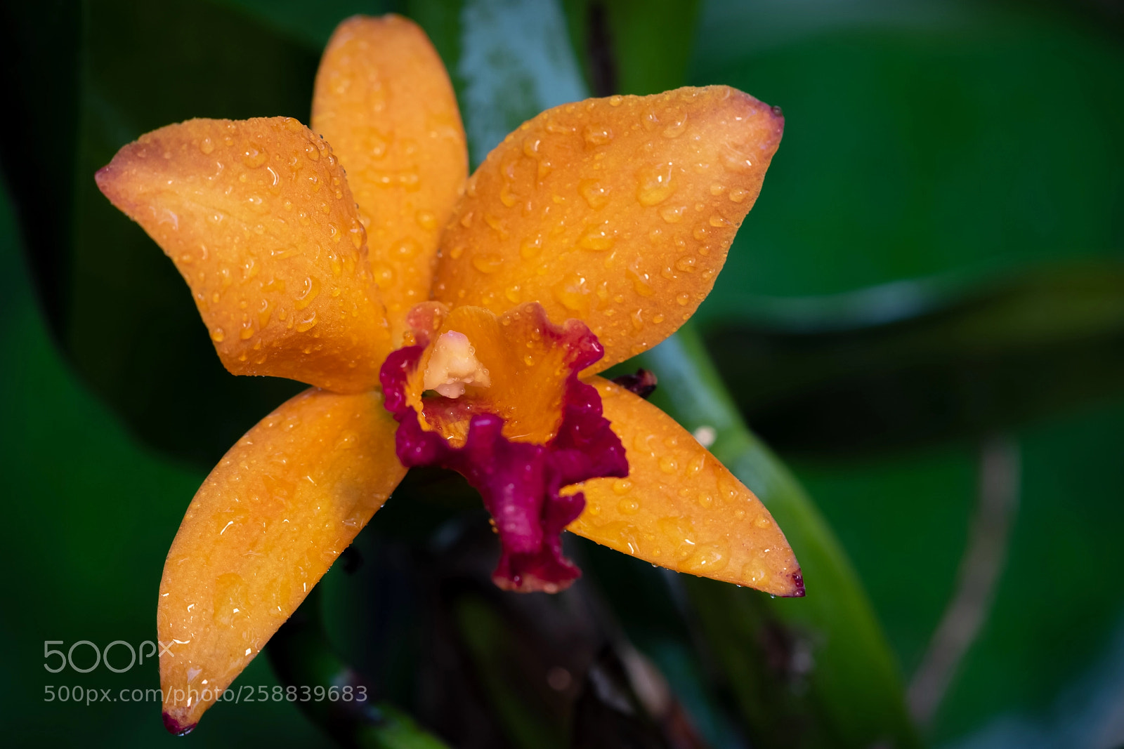 Canon EOS 7D Mark II sample photo. Finally photography