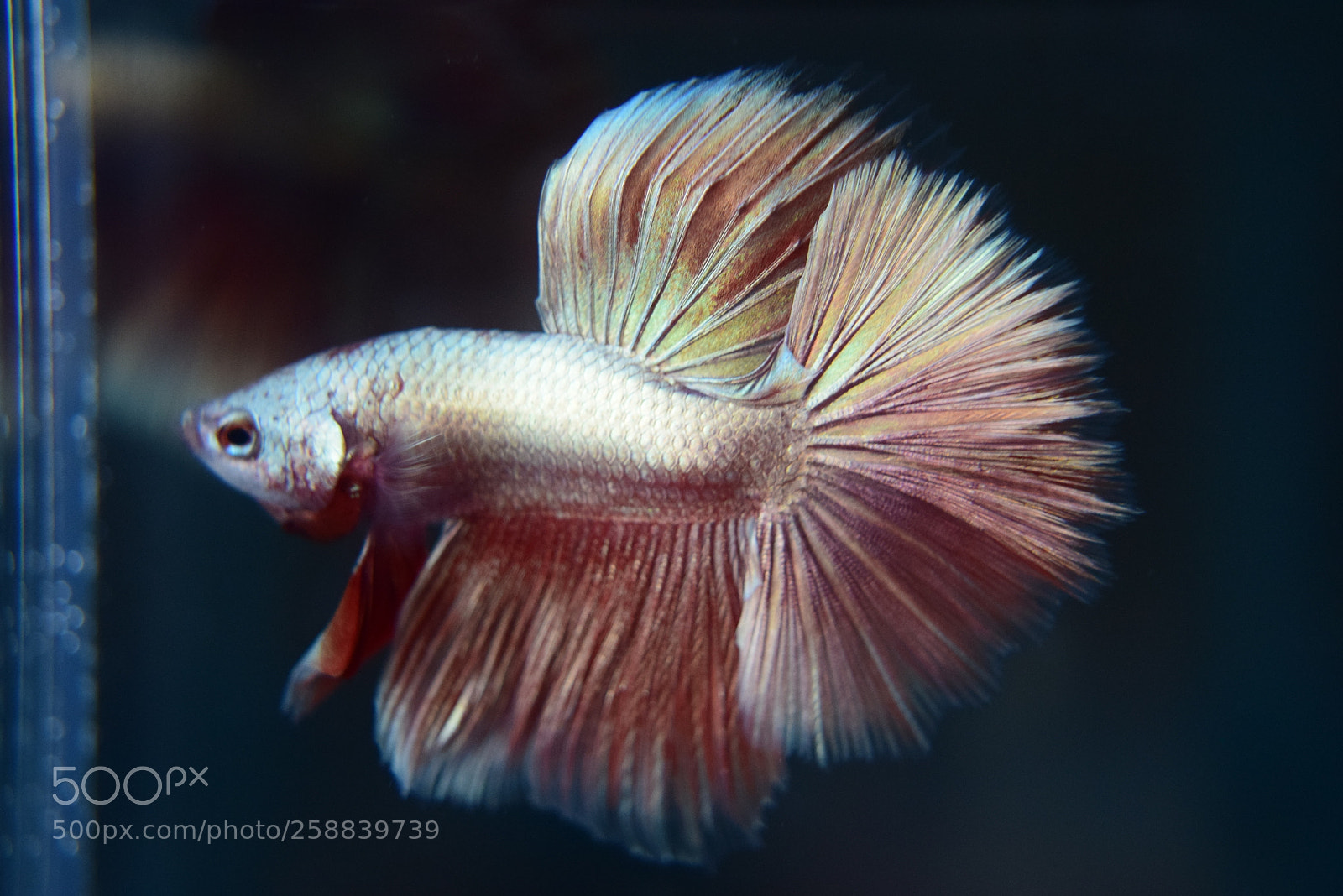Nikon D3300 sample photo. Betta fish photography