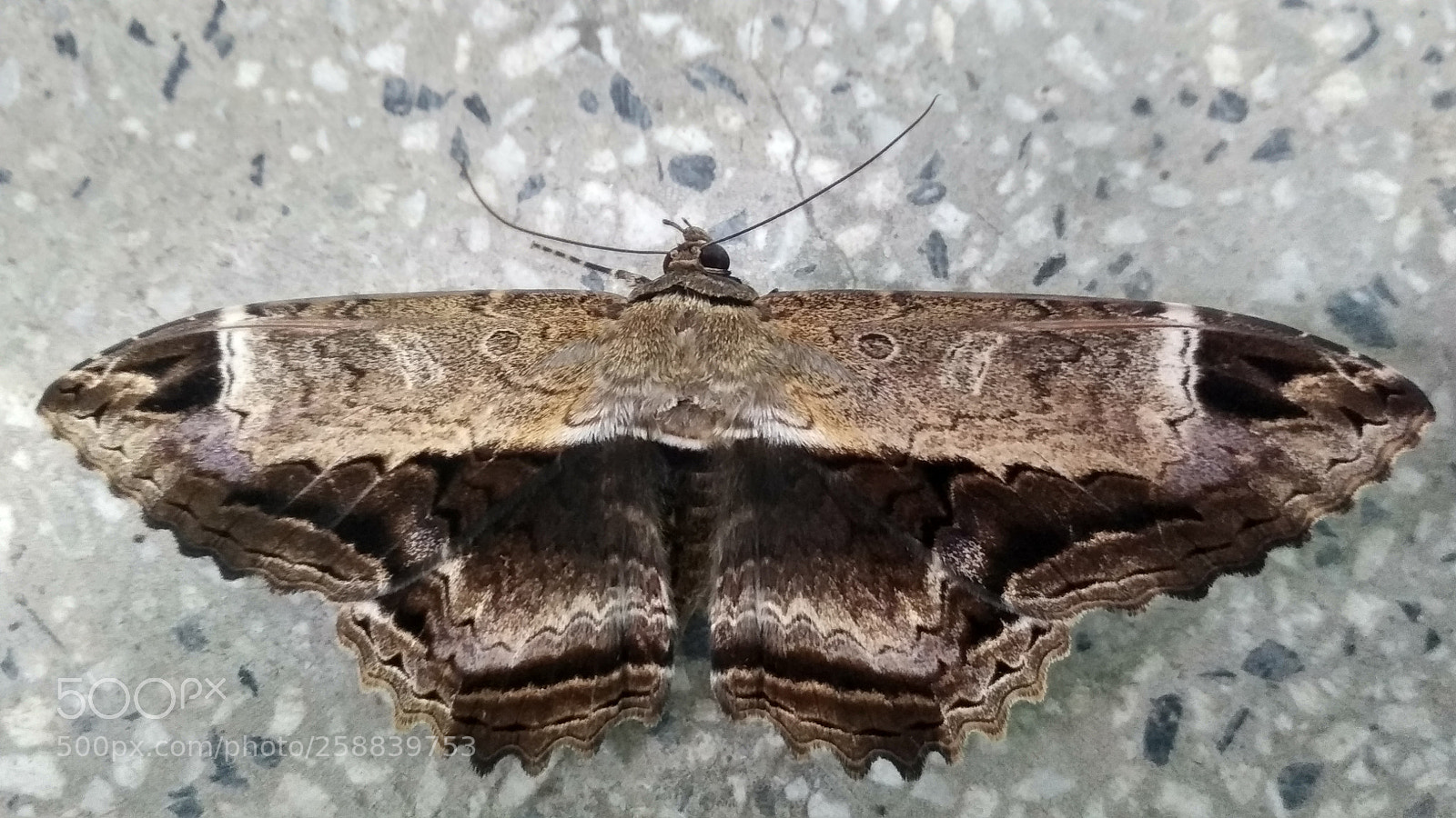 Xiaomi Redmi 4X sample photo. Untitled photography