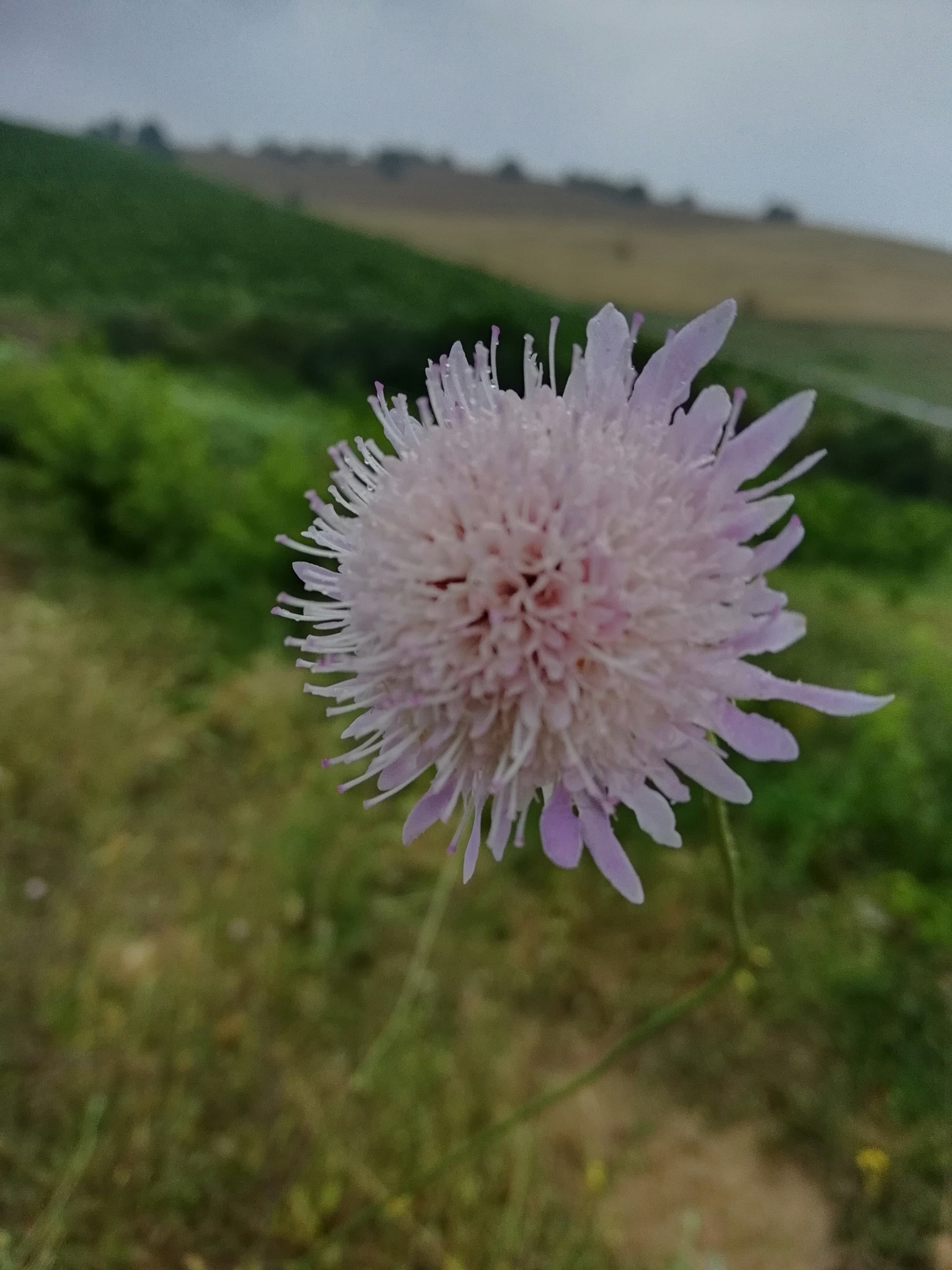 HUAWEI P SMART sample photo