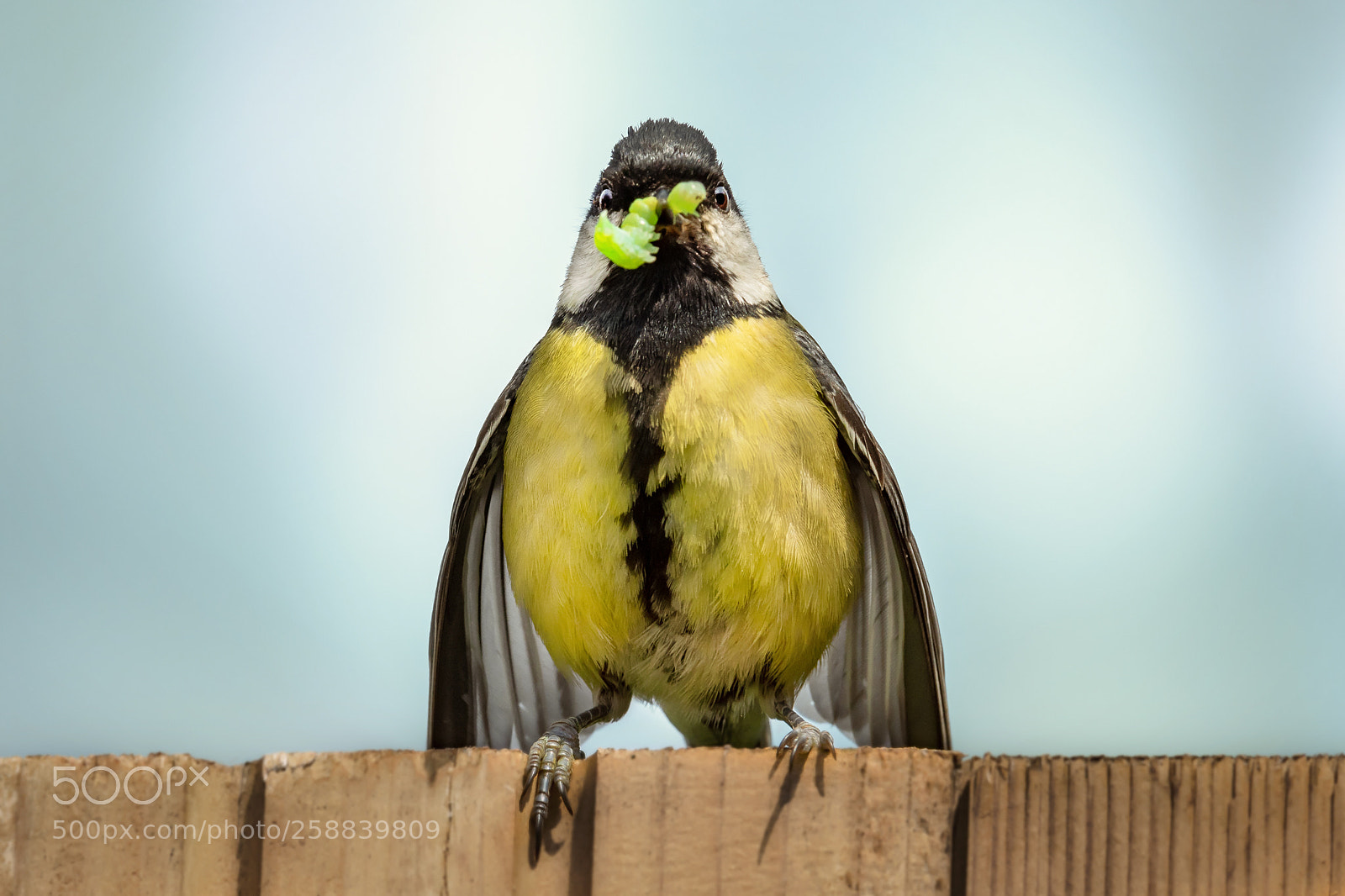 Nikon D750 sample photo. Tits posing :-) photography