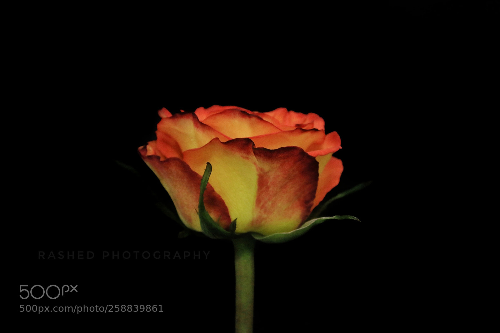 Canon EOS 7D Mark II sample photo. Untitled photography