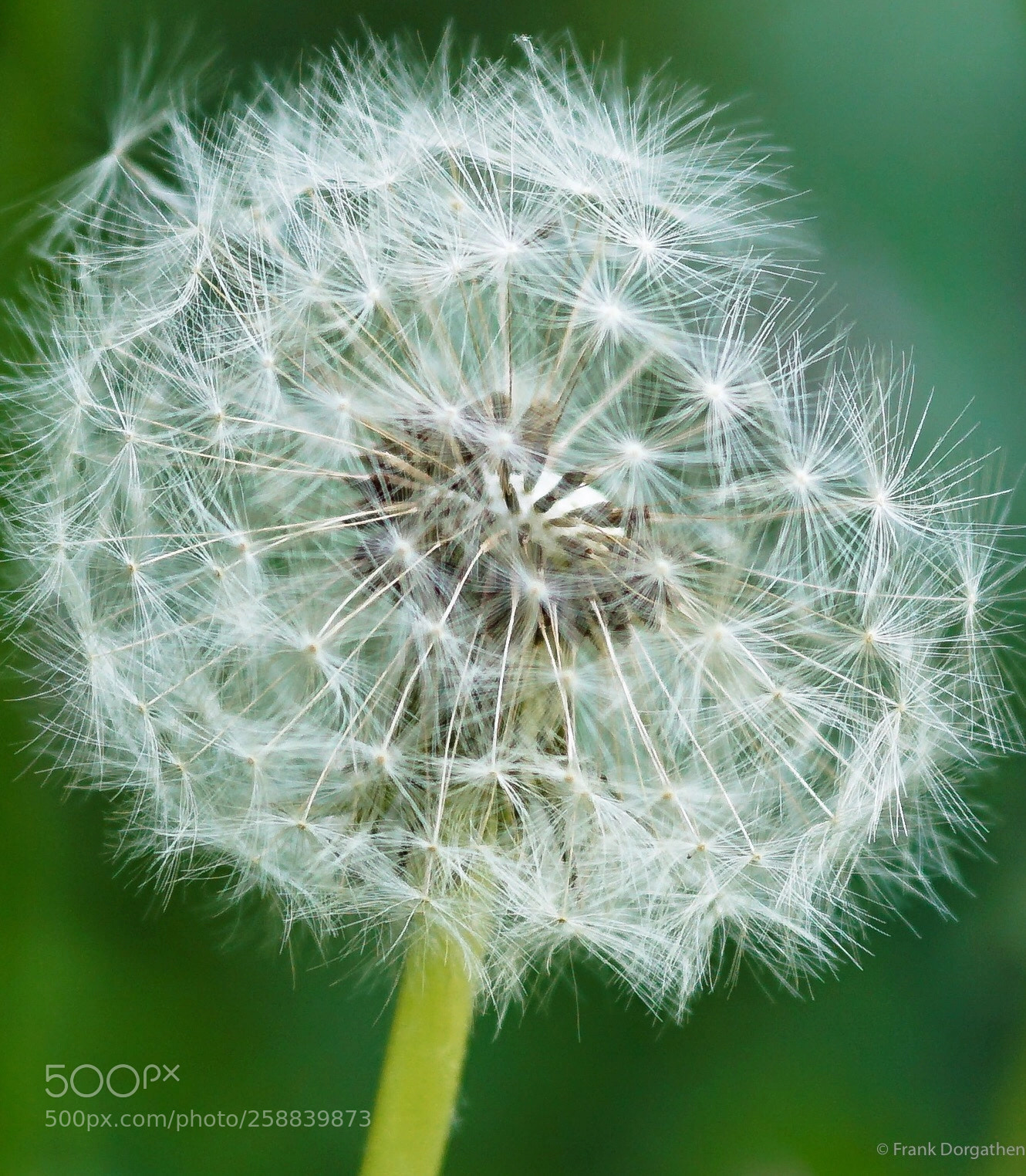 Sony a6000 sample photo. Dandelion photography