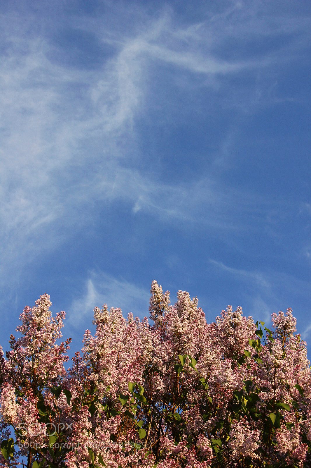 Canon EOS 550D (EOS Rebel T2i / EOS Kiss X4) sample photo. Lilac on the spring photography