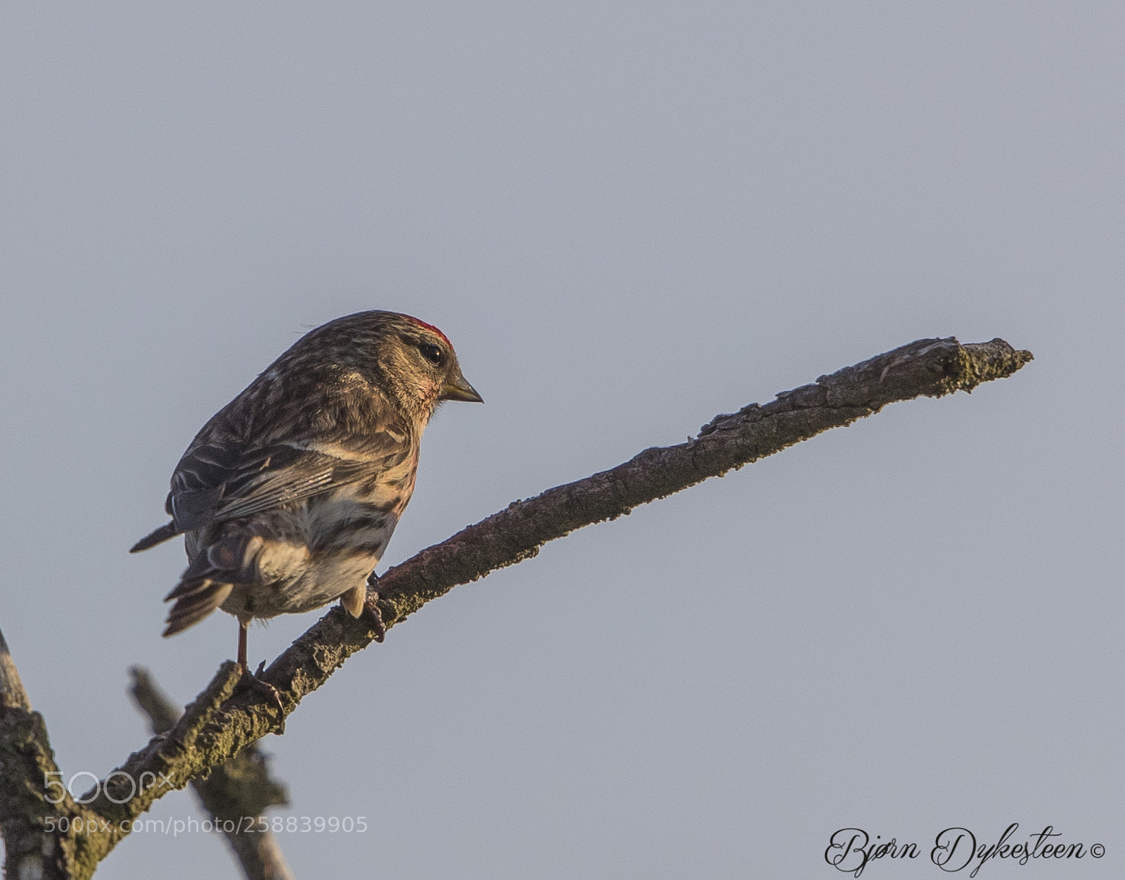 Canon EOS-1D X Mark II sample photo. Redpoll photography