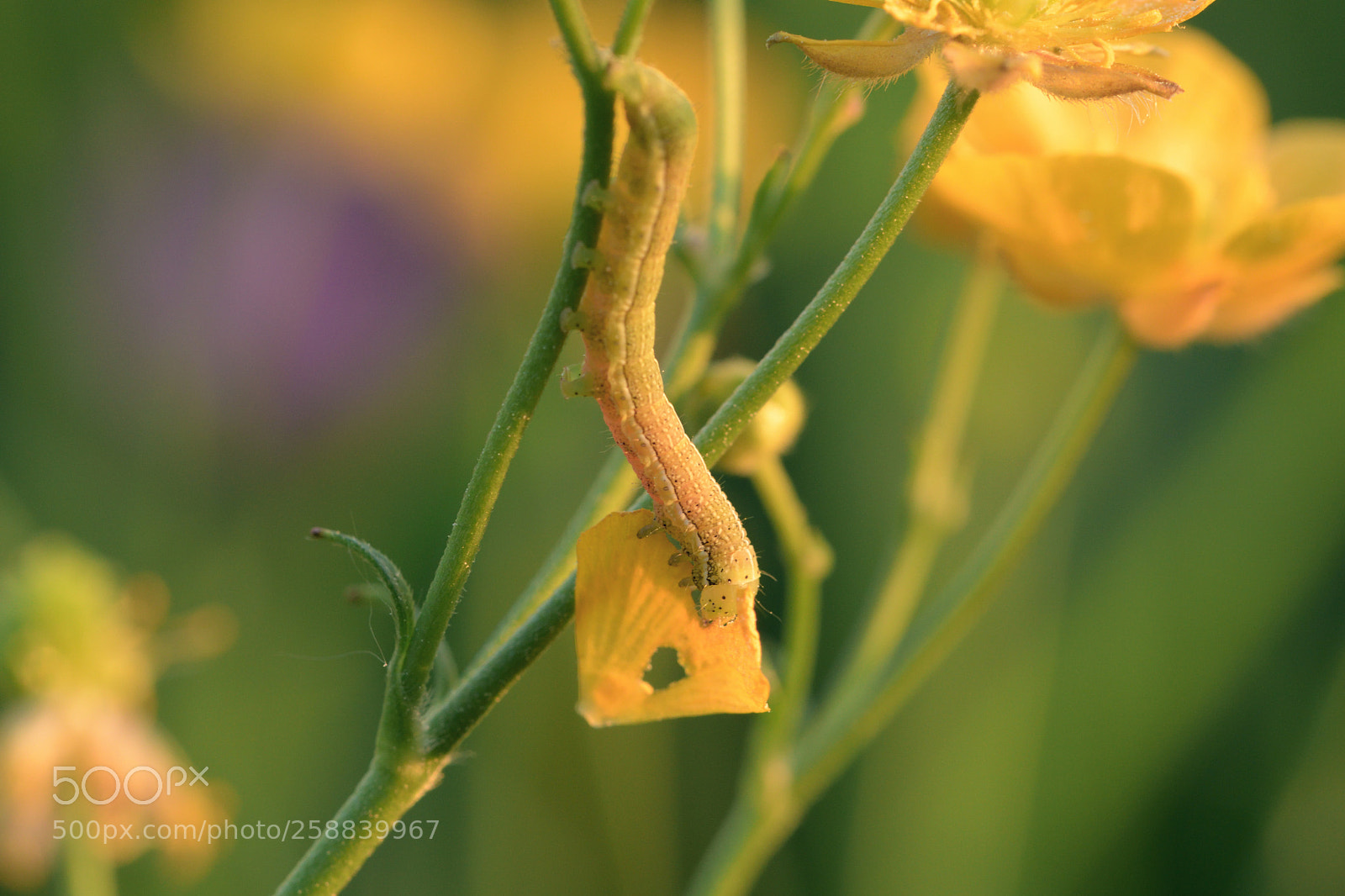 Nikon D7500 sample photo. Keeping it yellow photography