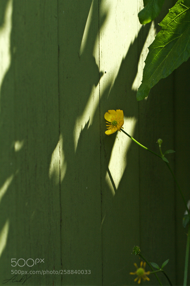 Canon EOS 7D sample photo. One, little flower photography