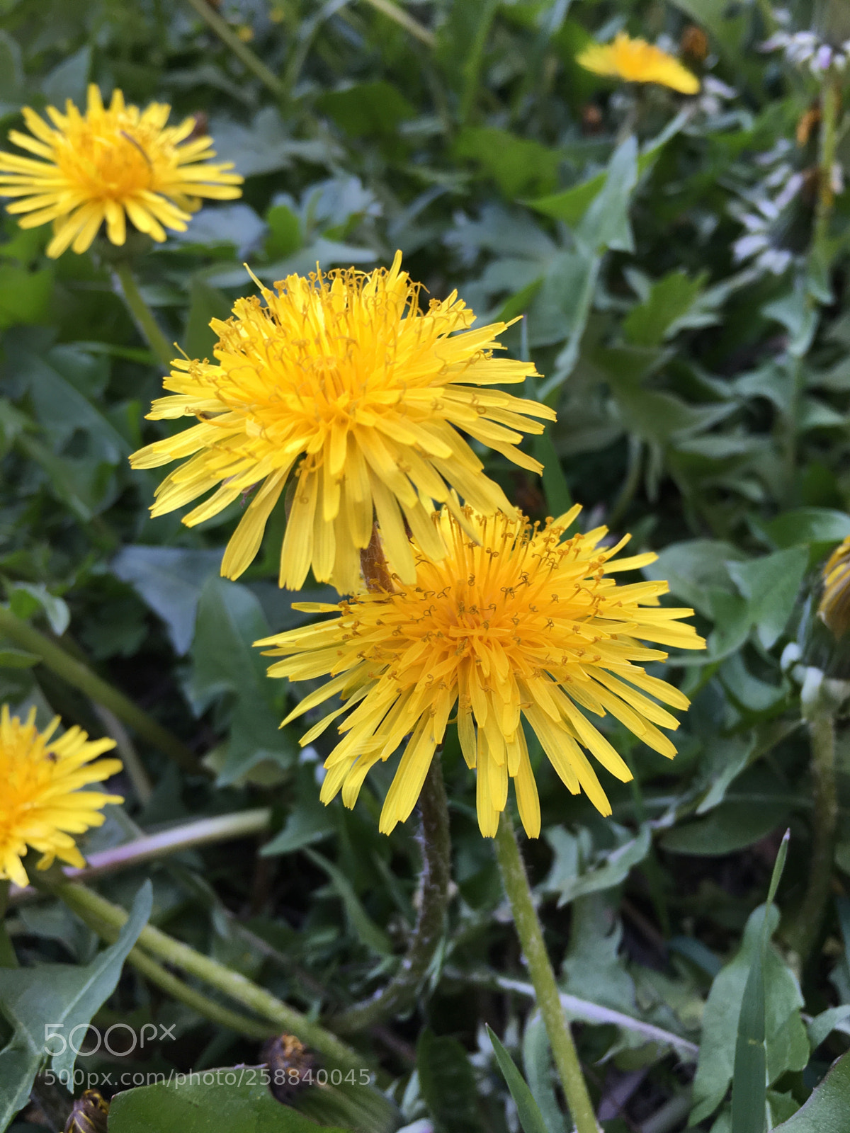Apple iPhone 6s sample photo. Dandelions photography