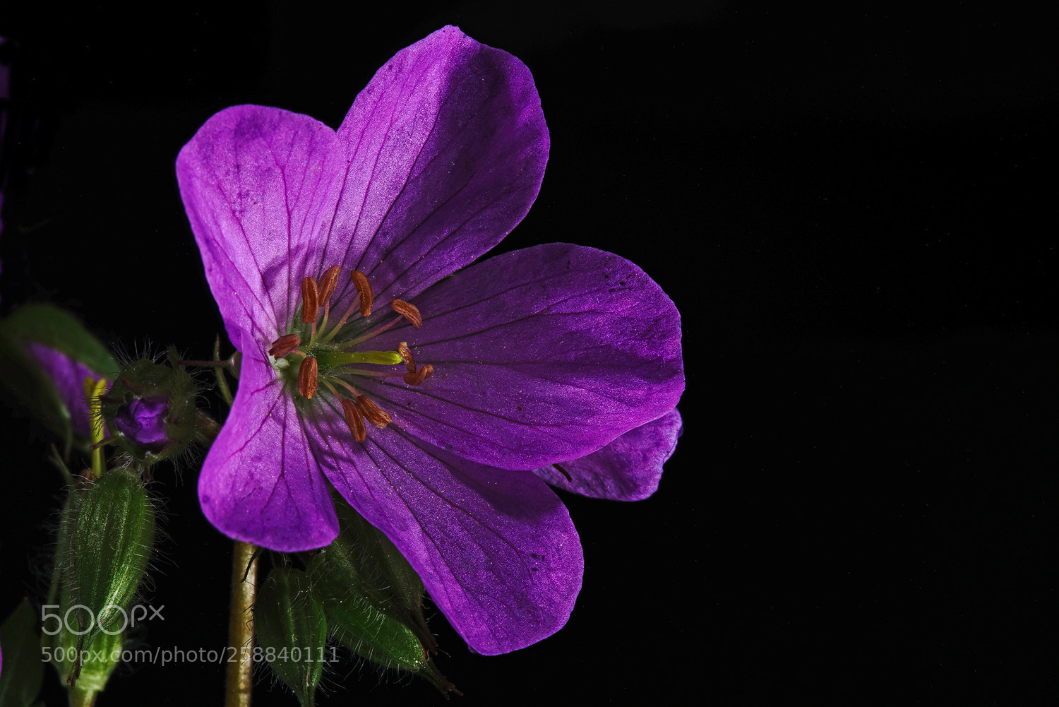 Sony a7R II sample photo. Wild geranium detail photography