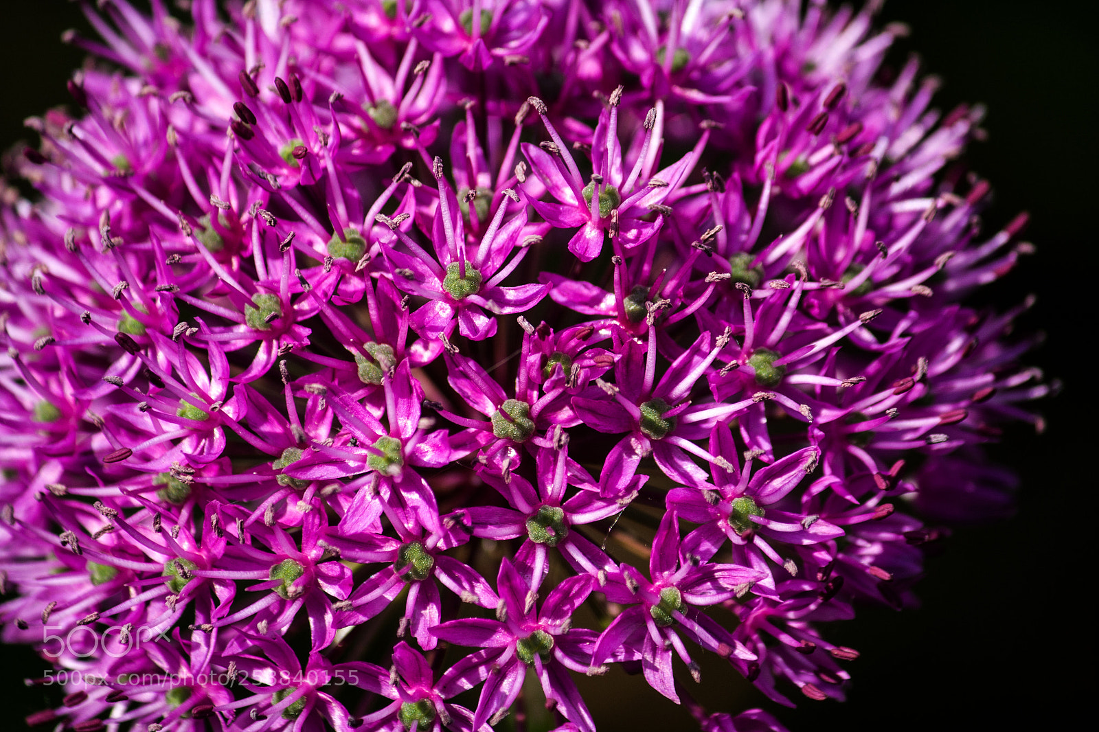 Canon EOS 450D (EOS Rebel XSi / EOS Kiss X2) sample photo. Alium photography