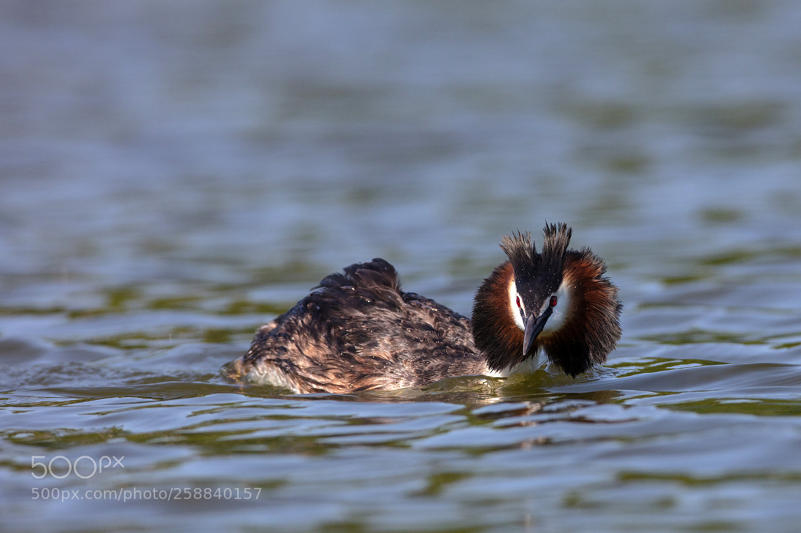 Canon EOS 5DS R sample photo. Great crested grebe photography