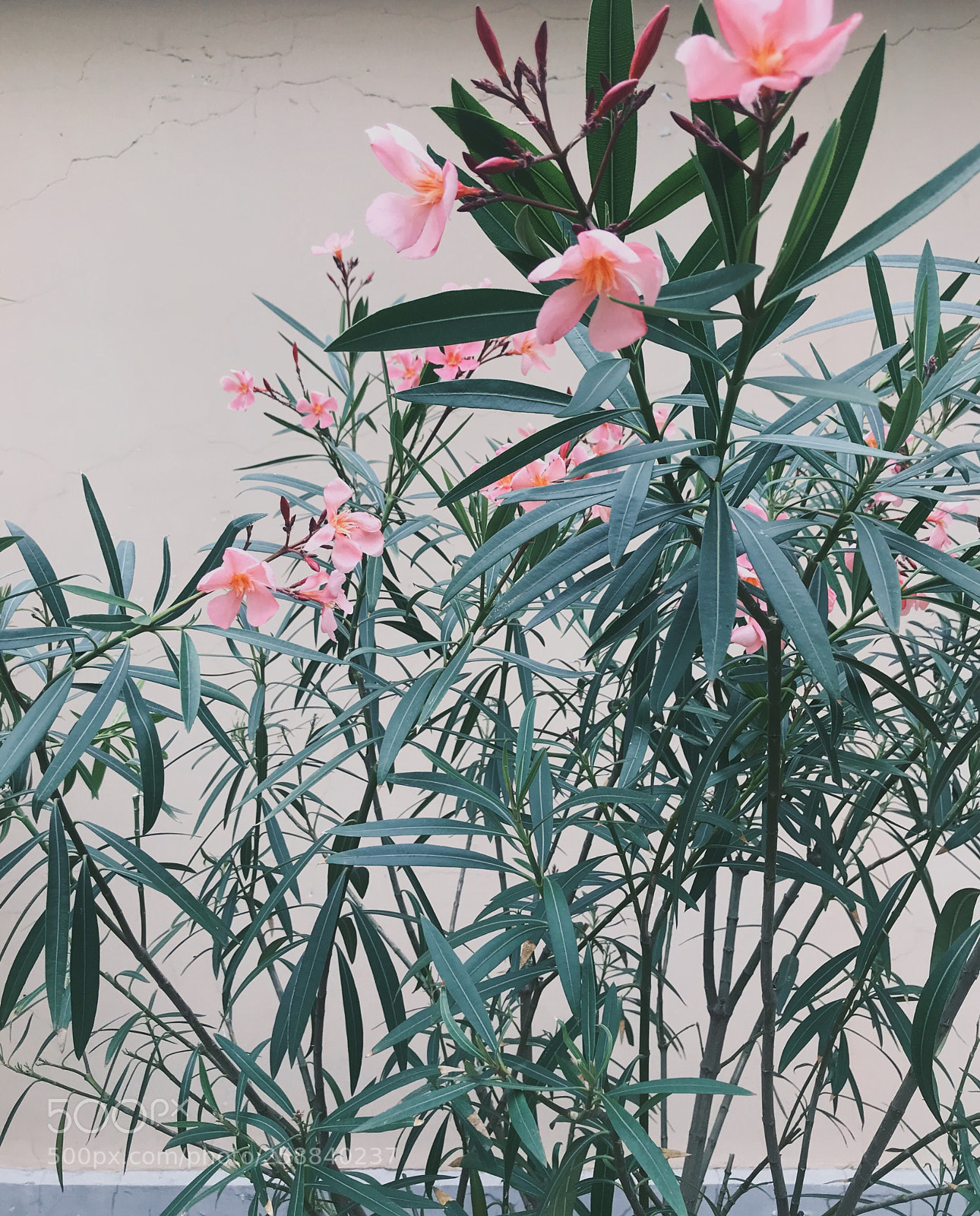 Apple iPhone 7 sample photo. Untitled photography