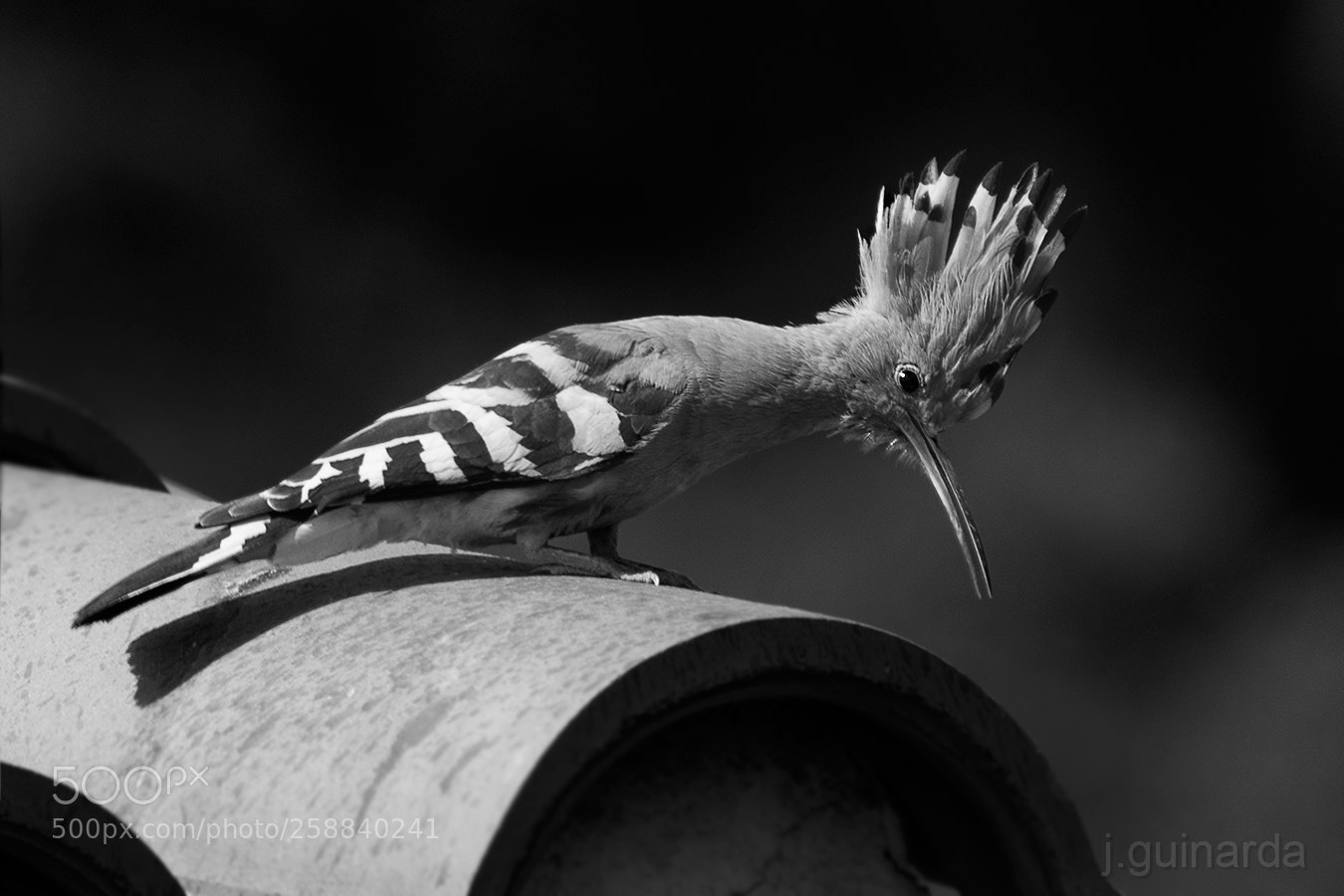 Pentax K-1 sample photo. Puput -8153bn photography