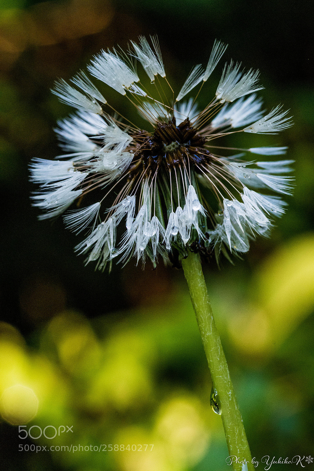 Pentax K-S2 sample photo. Morning after rain photography