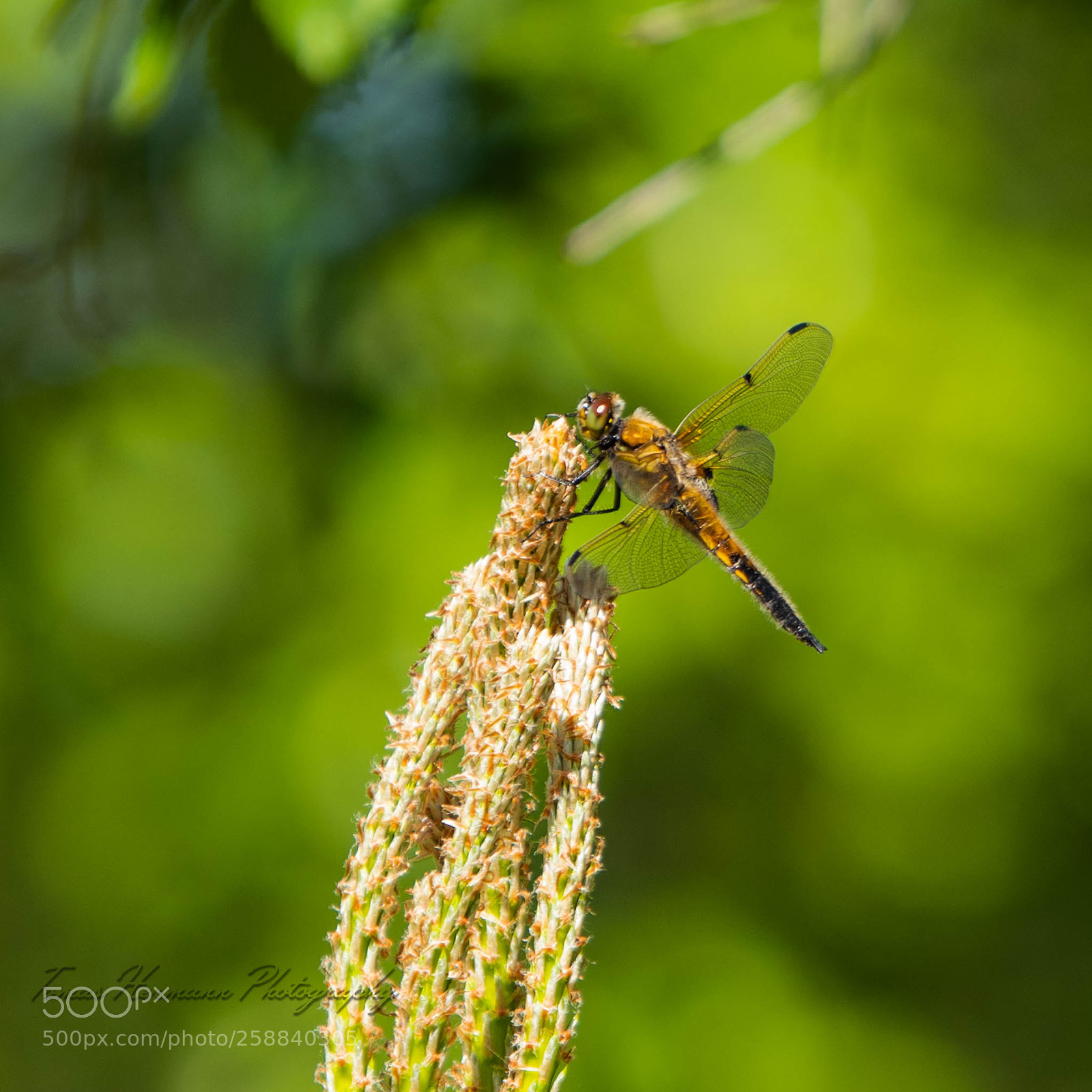 Nikon D850 sample photo. Dragonfly photography