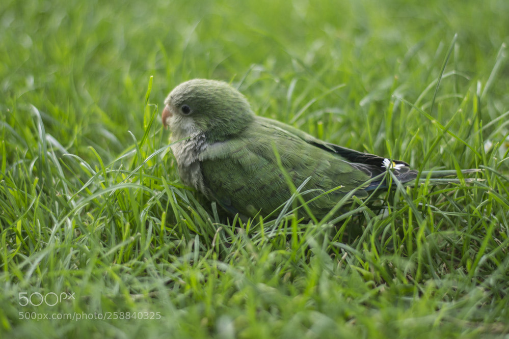 Nikon D5200 sample photo. Birdyspringperruche photography