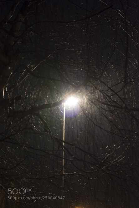 Nikon D5200 sample photo. Branchwinterlampadaire photography