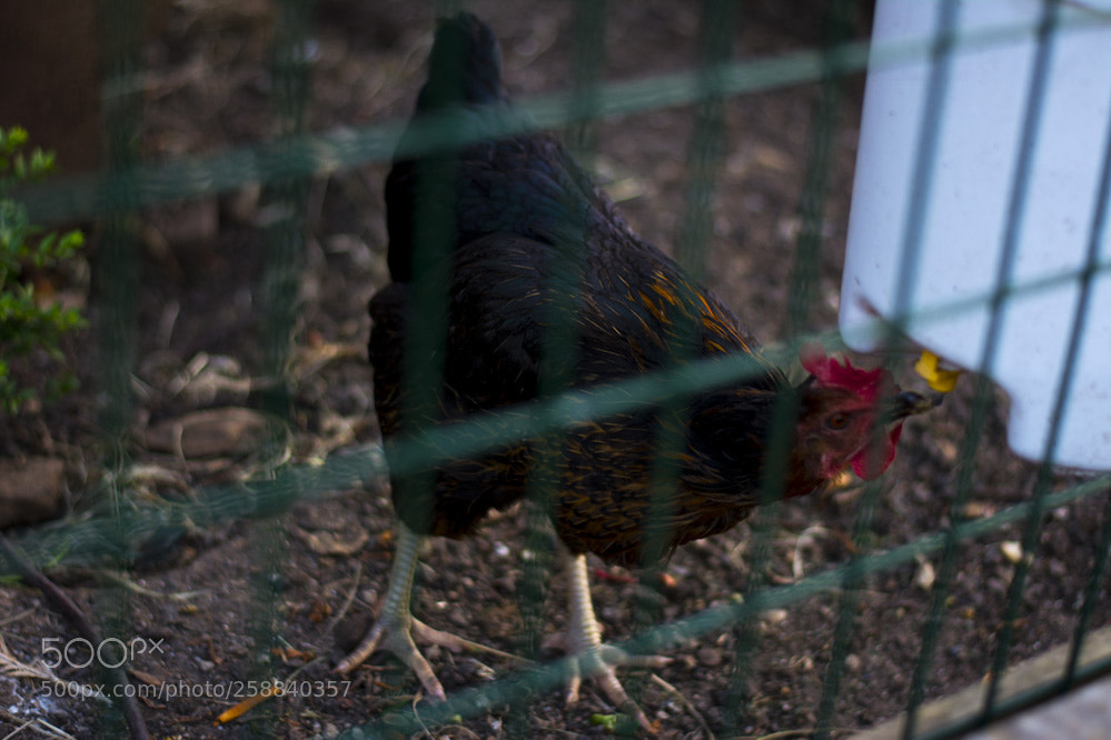 Nikon D5200 sample photo. Dans la villespringauderghem photography