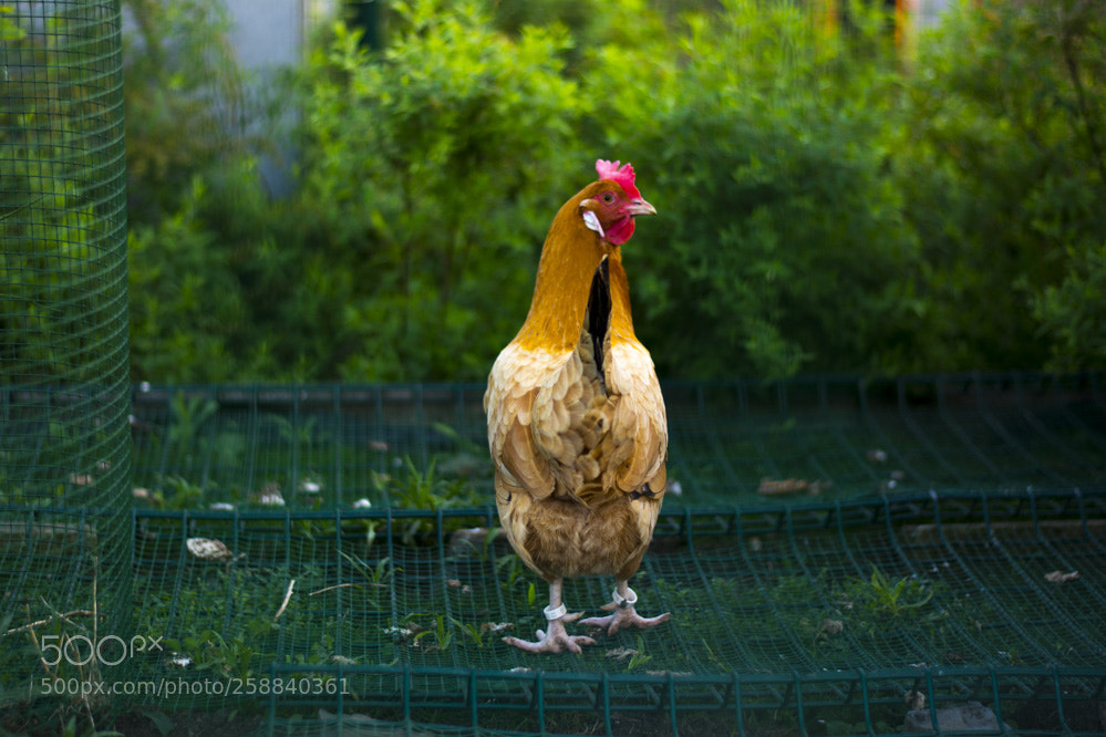 Nikon D5200 sample photo. Dans la villespringauderghem photography