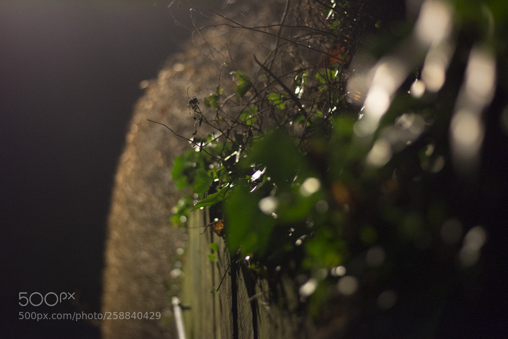 Nikon D5200 sample photo. Herman debrouwinteroutdoor photography
