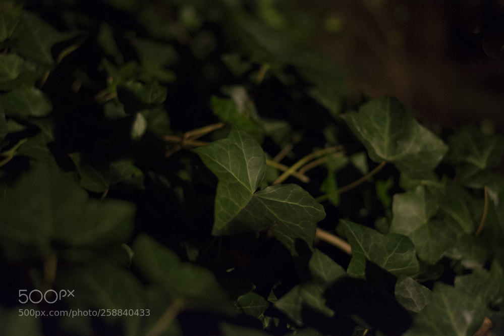 Nikon D5200 sample photo. Herman debrouwinteroutdoor photography