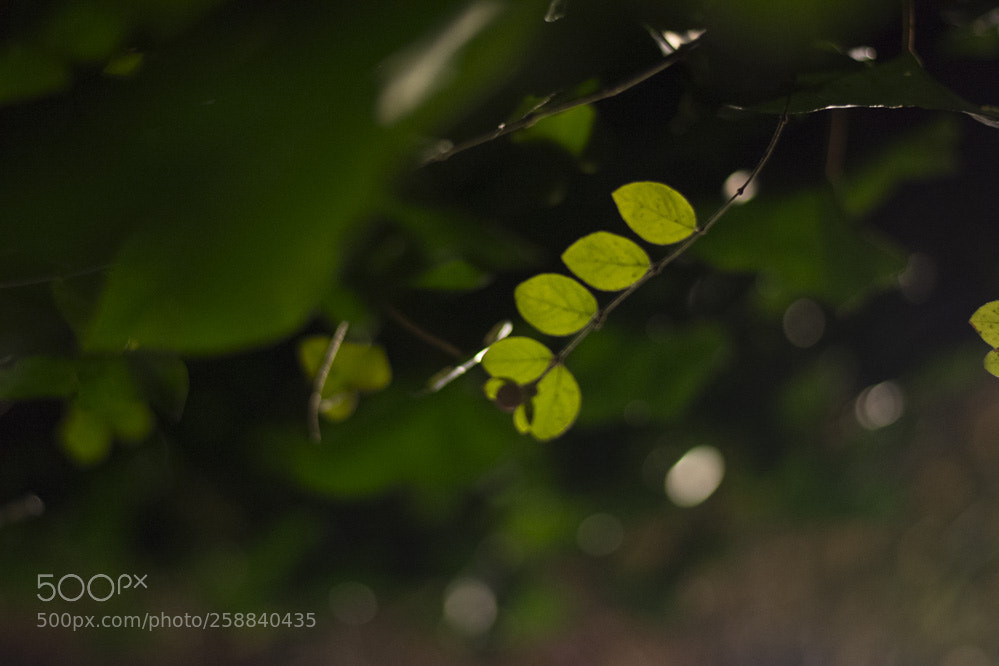Nikon D5200 sample photo. Herman debrouwinteroutdoor photography