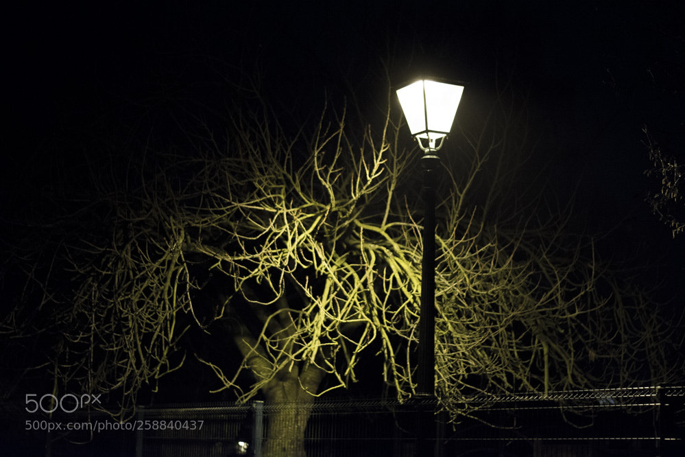Nikon D5200 sample photo. Herman debrouwinteroutdoor photography