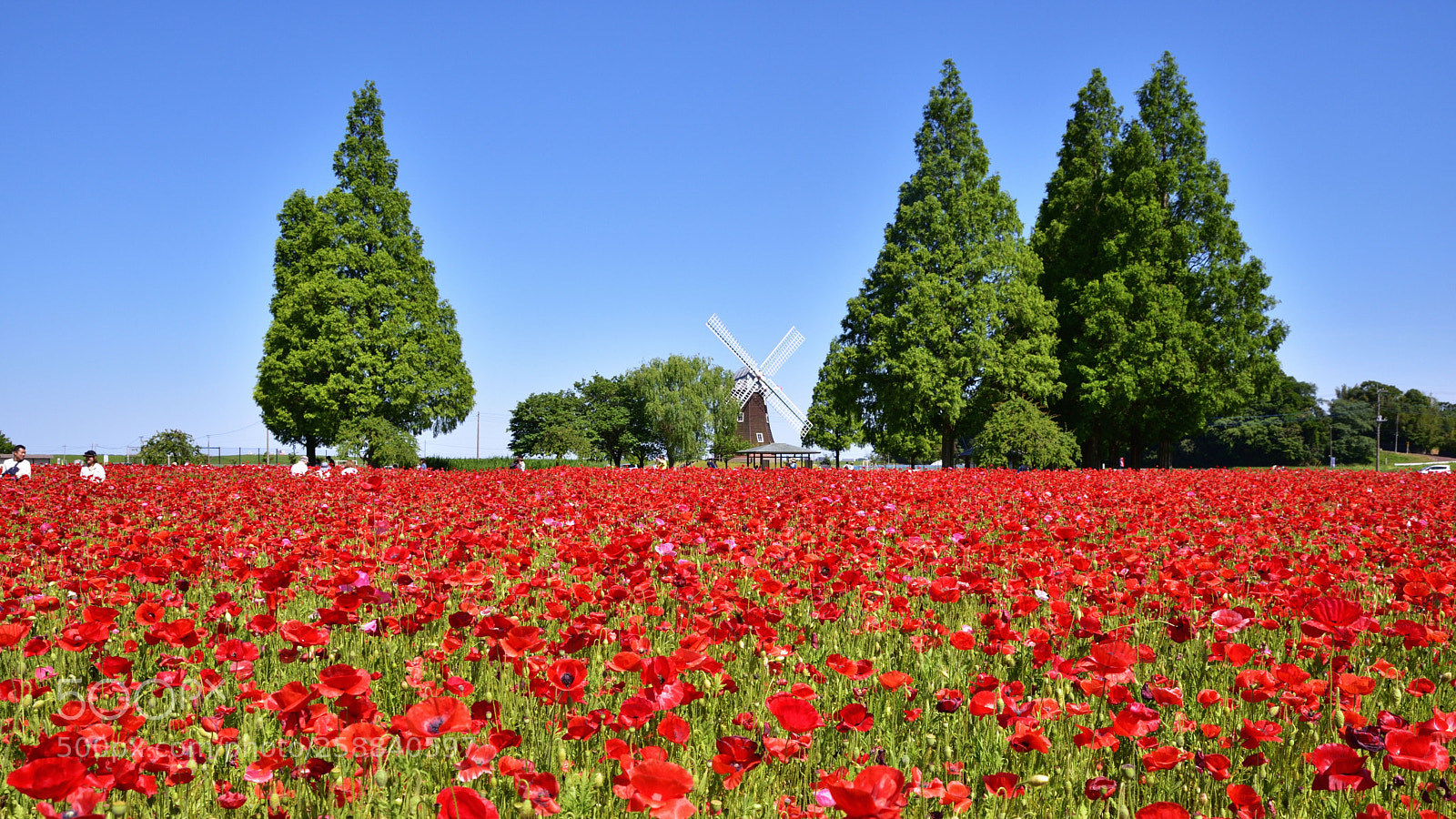 Nikon D750 sample photo. Poppy fields photography