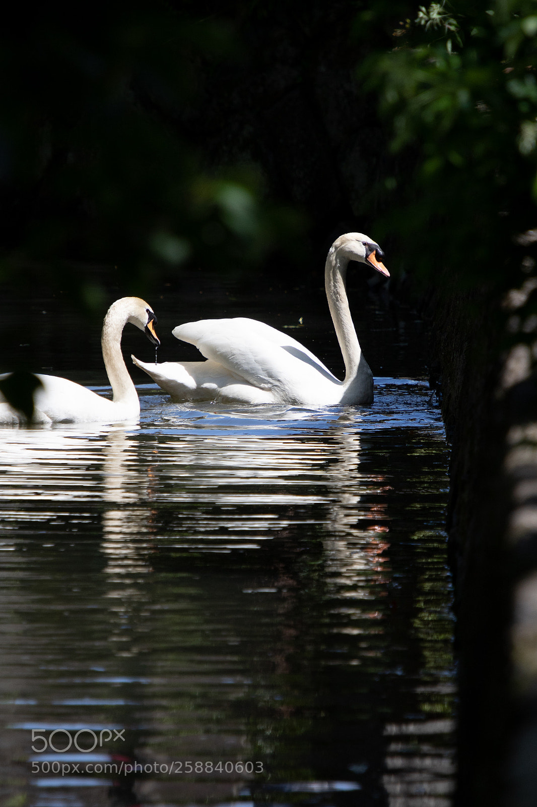 Canon EOS 7D Mark II sample photo. Swan photography