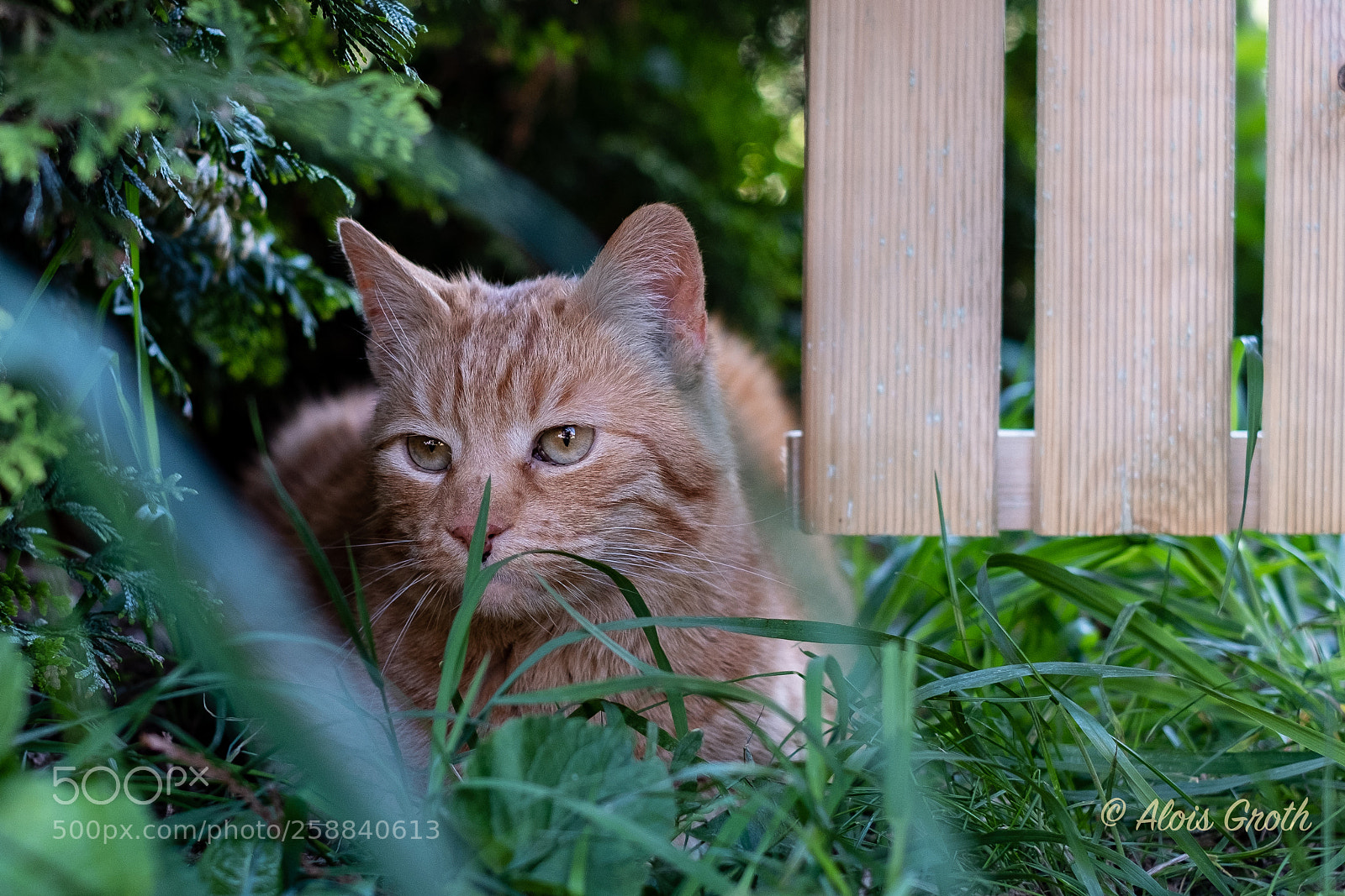 Fujifilm X-H1 sample photo. Howard watching ii photography