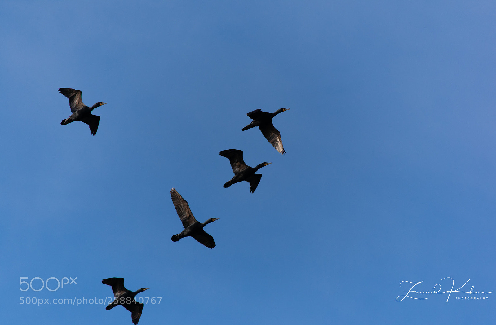 Nikon D3400 sample photo. Fly over  photography